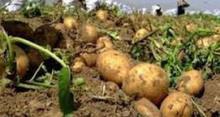 ماجرای زیرخاکی‌های جنجالی /ردپای منافع شخصی در قضیه سیب‌زمینی‌های سرطان‌زا 
