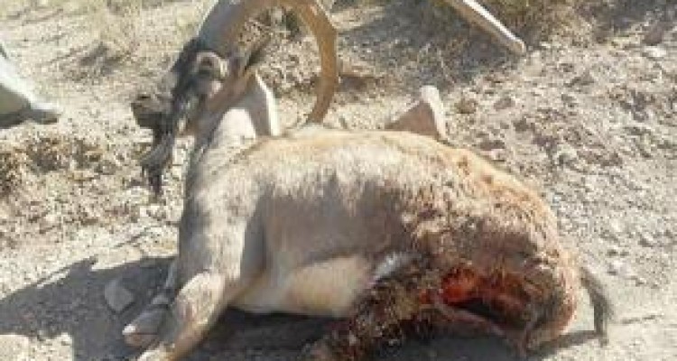 شکارچیان "کل وحشی" در بمو به دام افتادند 