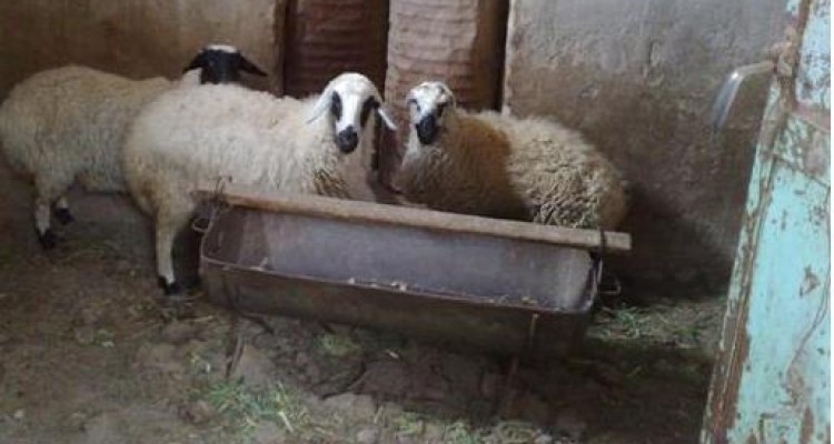 نگهداری دام زنده در برخی از محله های شهر صحنه یک معضل بسیار جدی است