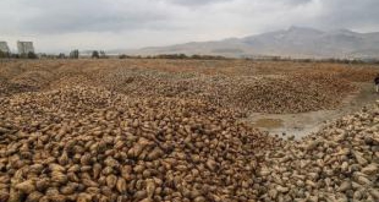 برداشت بیش از 200 هزار تن چغندر قند در اسلام آبادغرب 