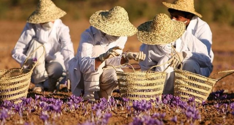 سایه درخت فناوری بر گل های زعفران/ طلای سرخ سرخ تر می شود