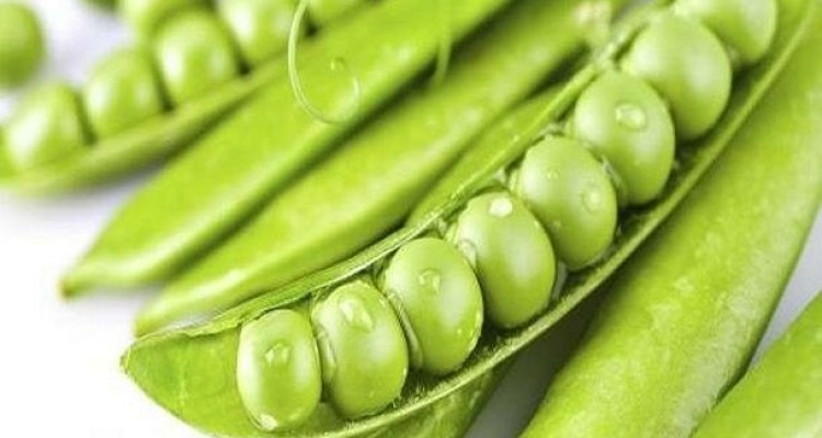 ارتباط گیاه تنباکو و درمان آرتروز/ نخود سبز و بهبود سلامت چشم ها