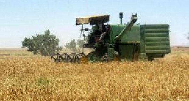  خرید بیش از ۲۷ هزار تن گندم از کشاورزان کرمانشاهی 