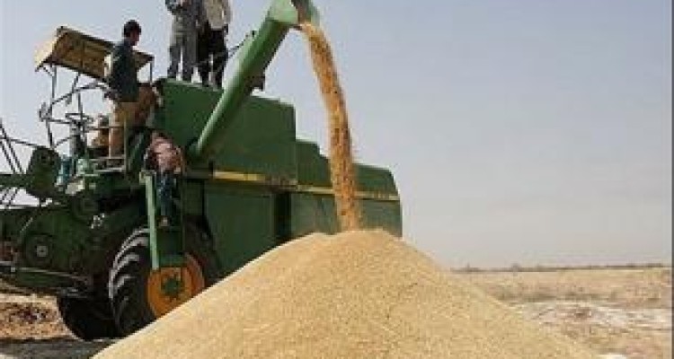 خرید بیش از ۴۳۵ هزار تن گندم از کشاورزان کرمانشاهی 