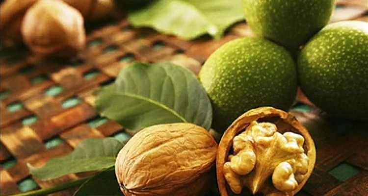 شهرستان صحنه 1974 هکتار باغ گردو دارد 