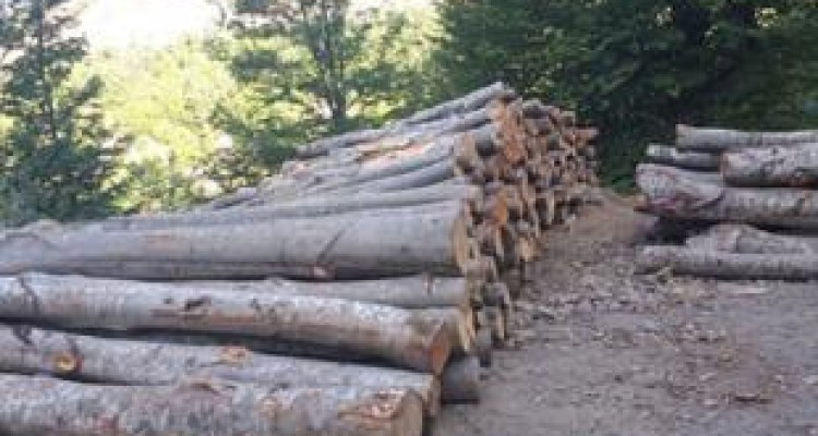 دستگیری عامل قطع درختان مسیر بیستون به کرمانشاه 