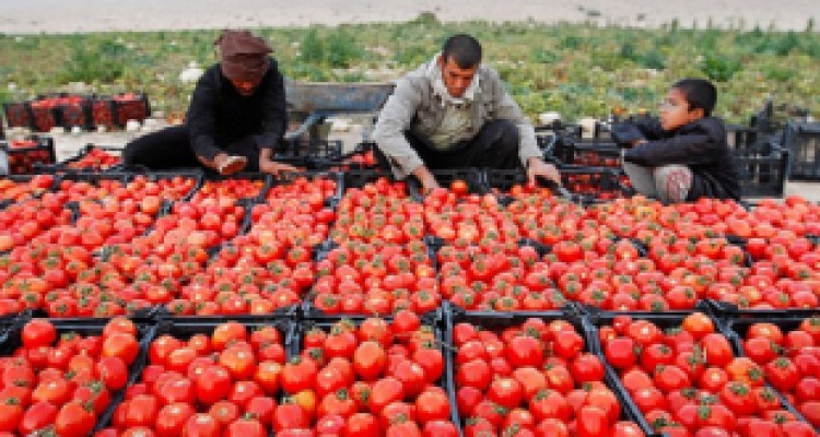 خرید تضمینی بیش از ۷۱ هزار تن گوجه فرنگی در کرمانشاه 