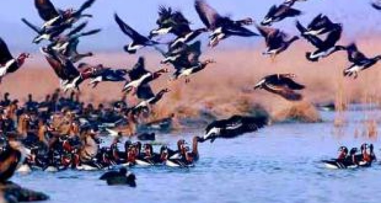 افزایش شمار پرندگان در کرمانشاه 