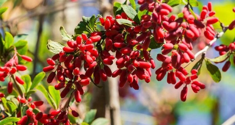 ترکیب شیمیایی «بربرین» از عود مجدد ورم روده پیشگیری می کند