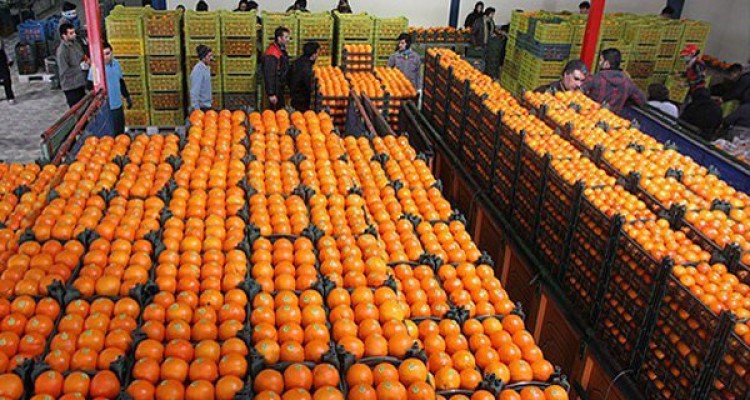 اتحادیه تعاون روستایی شهرستان صحنه مباشر تامین و توزیع میوه شب عید شد 