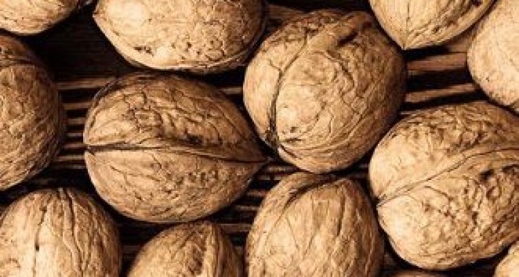 مصرف گردو روند زوال عقل را کُند می کند