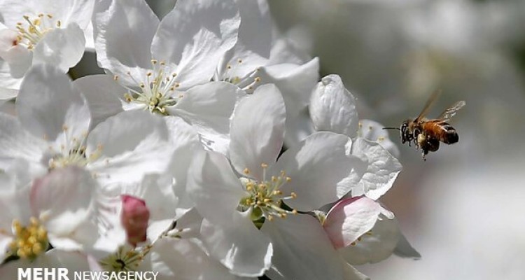 راهکاری برای پاکسازی کبد و سبک شدن بدن در بهار