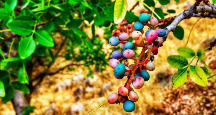طبیعت زیبای منطقه شهرستان صحنه در فصل بهار