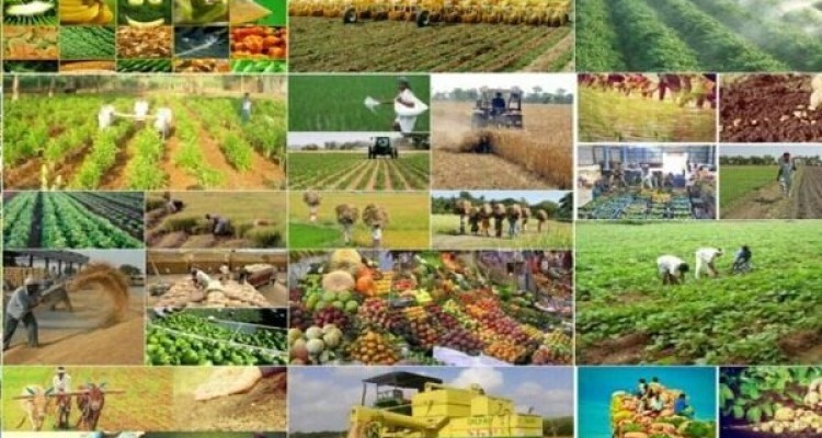 سالانه بیش از 300 هزار تن انواع محصولات کشاورزی از اراضی زراعی تولید می شود
