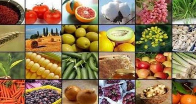 اتحادیه شرکت‌های تعاونی روستایی شهرستان صحنه وارد فاز صادرات شدند