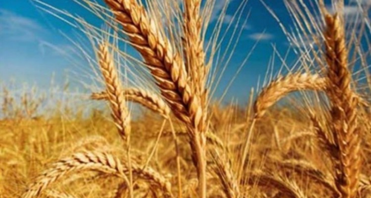  مهلت مجلس به وزیر کشاورزی در خصوص خرید تضمینی گندم/ خرید به اندازه ضرورت کشور جزو اولویت های کمیسیون کشاورزی مجلس است