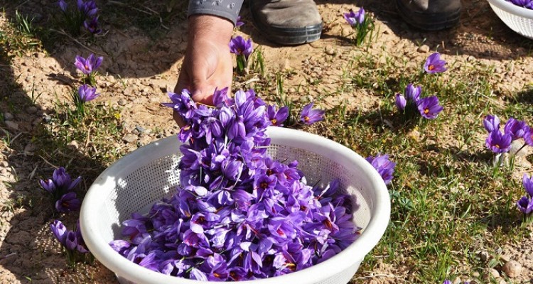 برداشت زعفران از مزارع  شهرستان صحنه آغاز شد