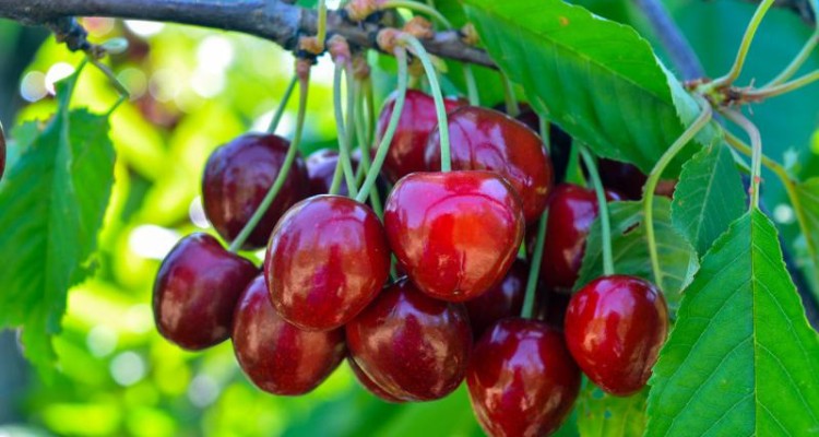 سالیانه بالغ بر 4400 تن گیلاس و آلبالو در باغات صحنه تولید می شود