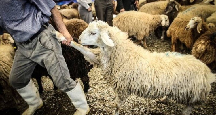 تیغ تیز قاچاق دام بر پیکر قیمت گوشت/ معضلی که سفره مردم را هدف گرفته است