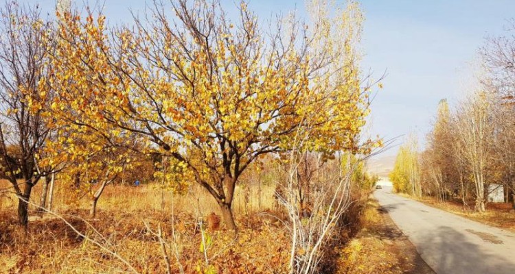 چتر زیبای پاییزی برمناطق مختلف کنگاور