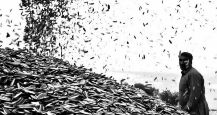  تخمه آفتابگردان سنقری چشم انتظار احداث کارخانه فرآوری محصول