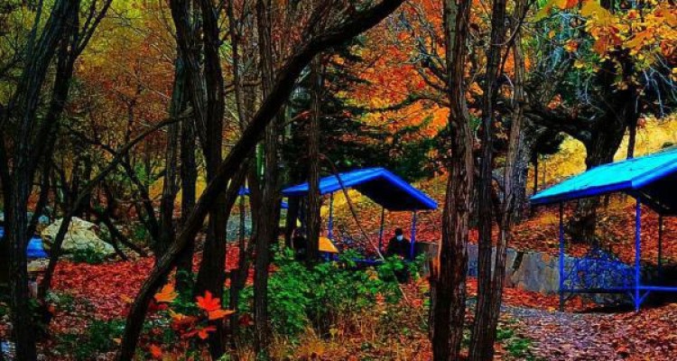 تصاویر/ جلوه های چشم نواز طبیعت پاییز در صحنه