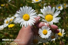 خواص«بابونه» را بشناسیم/ رفع سردرد و ضد التهاب 