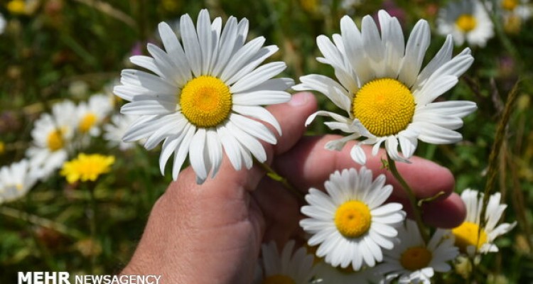 خواص«بابونه» را بشناسیم/ رفع سردرد و ضد التهاب 