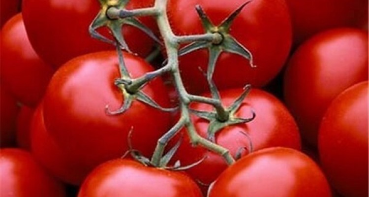 تولید گوجه اصلاح شده ژنتیکی به عنوان منبع خوب داروی پارکینسون