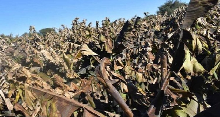 بعد از سیل و طوفان نوبت به سرما رسید/ خسارت میلیاردی به کشاورزان