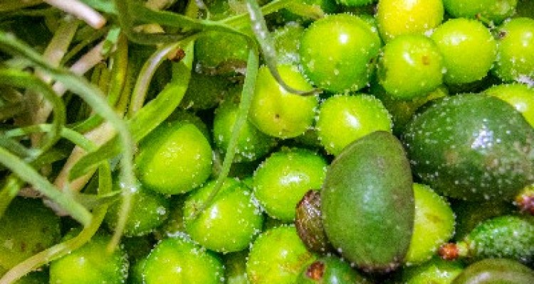 خوردنی های محبوب فصل بهار