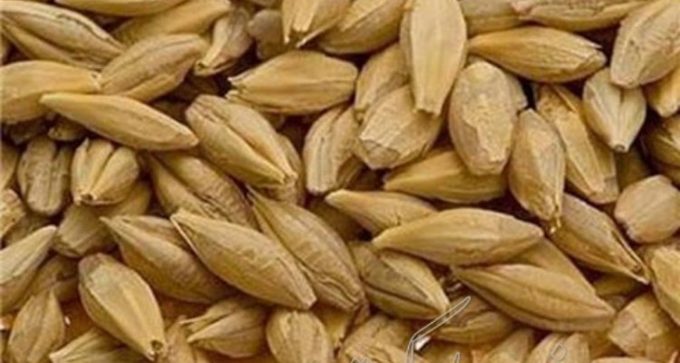 توزیع ۳۱۳۰۰۰ کیلوگرم جو تعزیراتی در بین دامداران کوچک روستایی صحنه