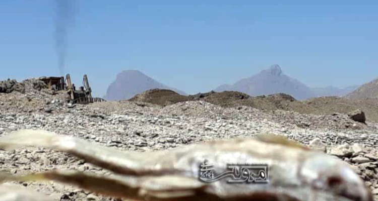 برداشت غیر اصولی از رودخانه گاماسیاب باعث مرگ بیش از 5 هزار ماهی شد + عکس