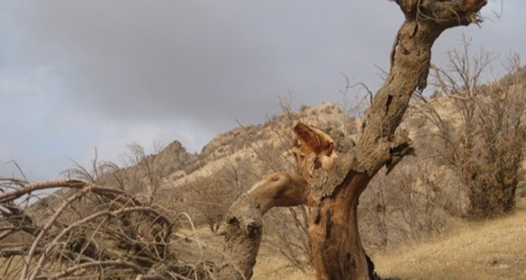 نگذاریم "باغ شهر" کرمانشاه از دست برود