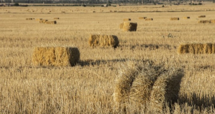 نابودی خودکفایی گندم، از آثار زیان‌بار ارز ۴۲۰۰ تومانی