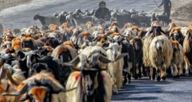 همچنان دامی از عشایر کرمانشاه خریداری نشده است/ وعده های سرخرمن به عشایر