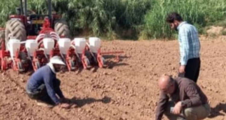 آغاز کشت بذر چغندرقند پاییزه در سطح مزارع شهرستان سرپل ذهاب