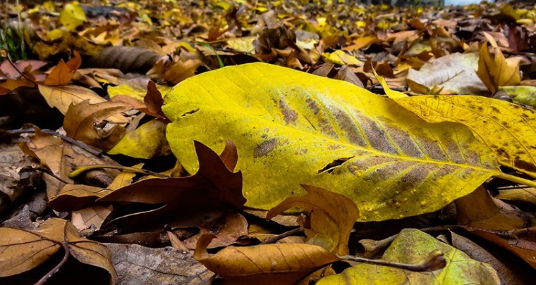 تصاویر بسیار زیبا و با کیفیت از مناطق مختلف شهرستان صحنه در فصل پاییز