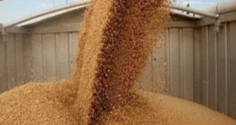 ایران برای خرید 180 هزار تن گندم در مناقصه بین‌المللی شرکت کرد