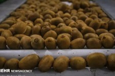 ماجرای عجیب برگشت کیوی‌های ایرانی