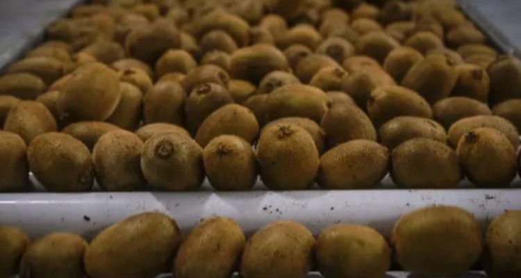 ماجرای عجیب برگشت کیوی‌های ایرانی