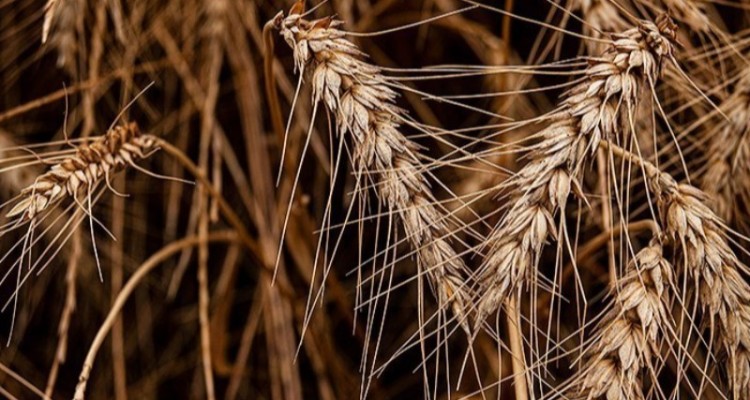 محموله گندم‌های وارداتی در حال بررسی است