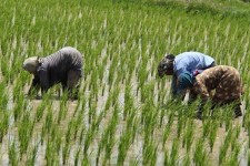 چرا ایران نمی تواند در تولید برنج خودکفا باشد؟