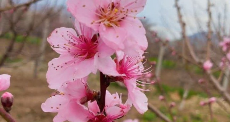 طبیعت بهاری باغشهر صحنه