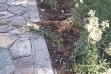 معضلِ کَندن گل ها و درختچه ها در صحنه