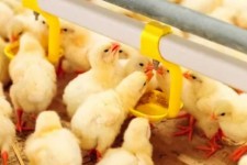 افزایش ۳۶ درصدی جوجه‌ریزی در کرمانشاه