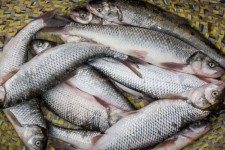 ایران جزو ۵ تولیدکننده نخست قزل‌آلا