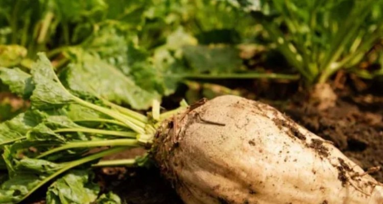 کشاورزان بدون قرارداد چغندرقند پائیزه کشت نکنند