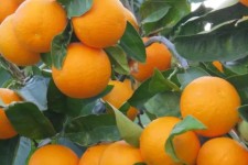 پیش‌بینی تولید ۸ میلیون تن مرکبات برای امسال