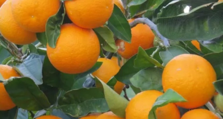 پیش‌بینی تولید ۸ میلیون تن مرکبات برای امسال